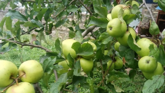 काँचो स्याउ बजारमा