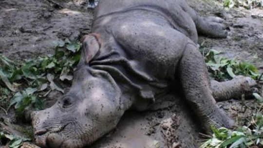 फाइल फोटो