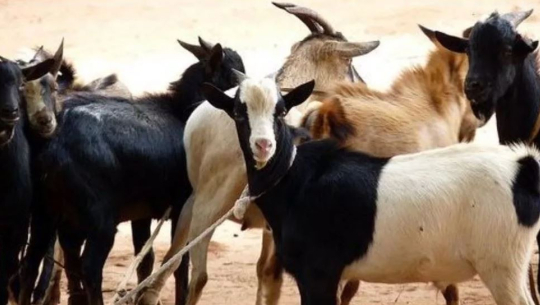 भारतबाट चोरीपैठारी गरी ल्याएका ६ वटा बोका कञ्चनपुरबाट पक्राउ