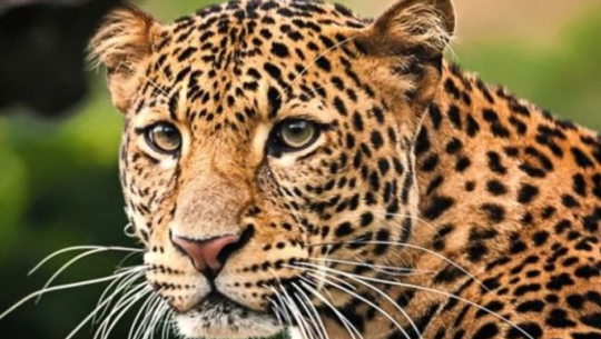 चितुवाले खोरबाटै खसीबाख्रा लान थालेपछि लोसेवासी चिन्तित