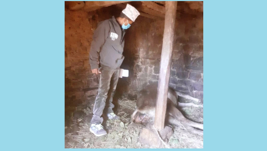 बैतडीमा लौरो र हतियार प्रहार गरी गाईको हत्या