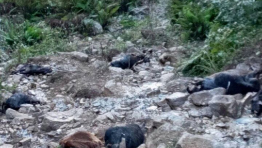 14 cows found dead along river banks in Baitadi