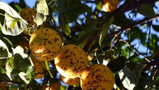 फाइल फोटो