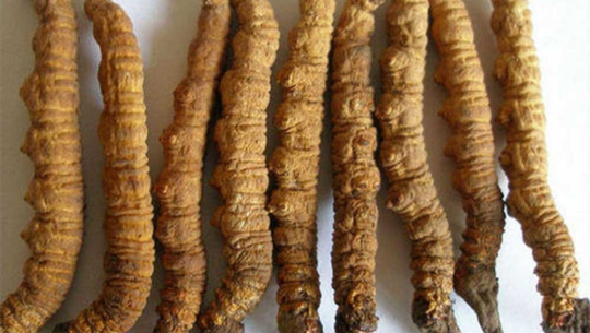 दार्चुलामा अवैध यार्सागुम्बा र कस्तुरीको विनासहित एक जना पक्राउ