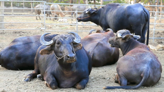 ब्याएका गाईभैँसीलाई पोषण भत्ता !