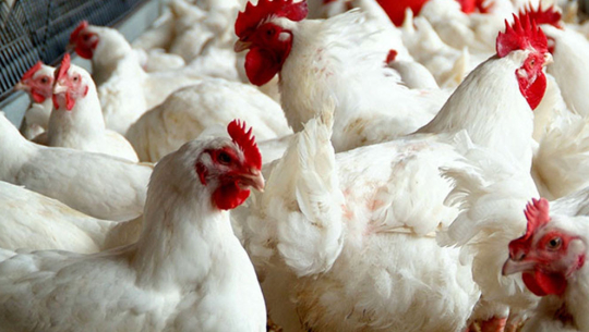 बर्ड फ्लूको जोखिम देखिएपछि भारतीय सीमामा उच्च सर्तकता