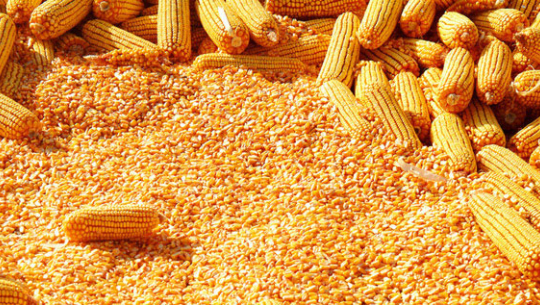 फाइल फोटो