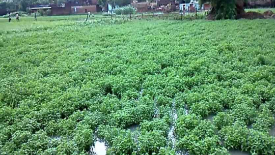 जडीबुटी खेती मेन्था कैलालीका किसानको रोजाइ