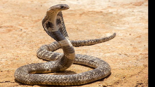 King cobra spotted in Baglung
