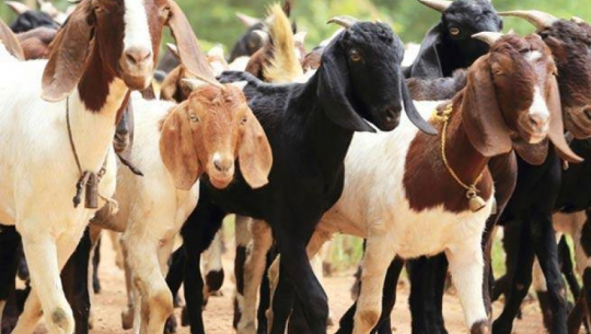 बैतडीको दशरथचन्दका किसानलाई बाख्रा वितरण 
