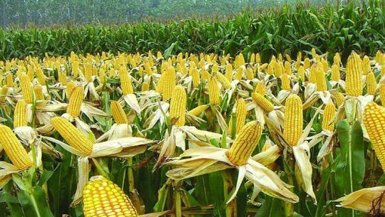 फाईल तस्बिर  