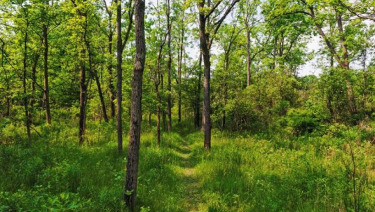 कैलालीमा महिलाको नेतृत्व विकासको अवसर बन्दै सामुदायिक वन