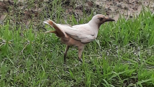 नेपालमै देखियो सेतो काग