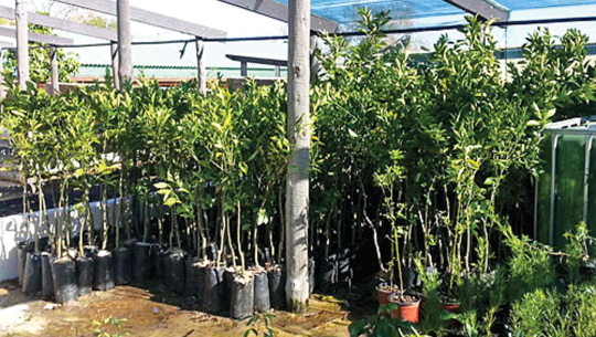 बझाङको केदारस्युँमा किसानलाई निःशुल्क फलफूलका बिरुवा वितरण