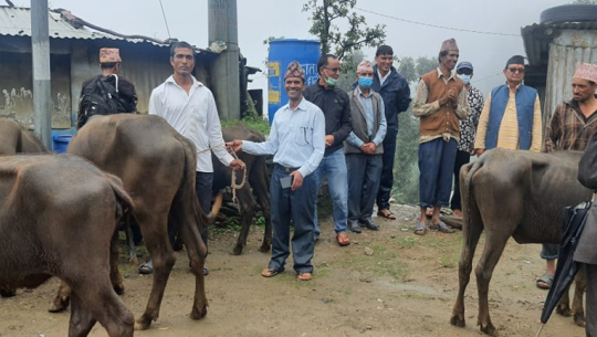 बैतडीको पाटनमा बितरण गरिएका मुर्रा भैँसी भारतबाट ल्याएको आरोप