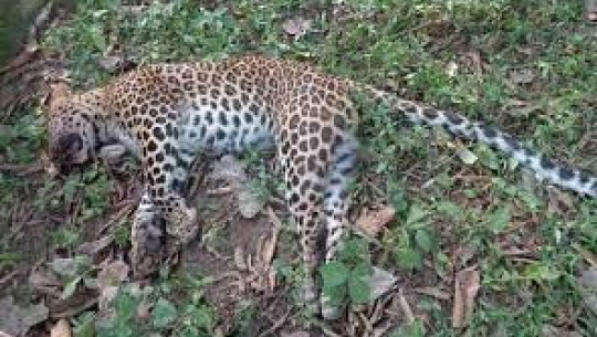 बाजुरामा चितुवा मृत अवस्थामा फेला