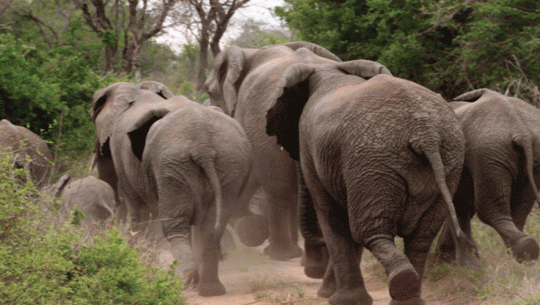 A herd of elephants spotted in Godawari Municipality, Kailali 