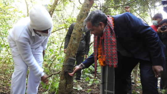 कञ्चनपुरको शुक्लाफाँटामा बाघ गणना थालियो