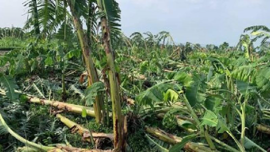 कैलालीमा आएको हावाहुरीले केरा खेतीमा क्षति