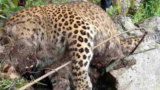 फोटो : मालिका टुडे