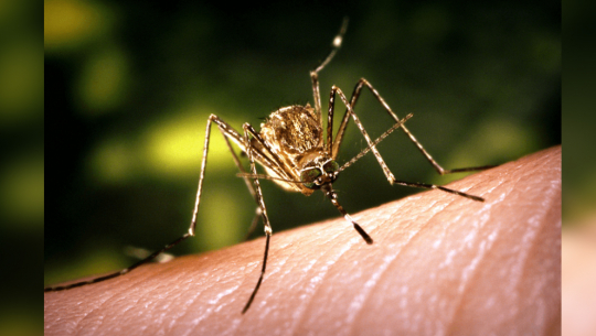 Two die due to Japanese encephalitis infection in Kailali