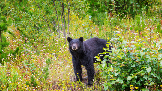 फाइल तस्बिर