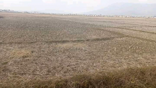 सुदूरपश्चिममा किसानले खेती लगाउन छोडे, कैलालीमा ३,५५० हेक्टर बाँझै