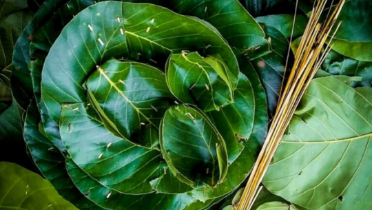 Dunatpari production emerges as main source of income in Shuklaphanta