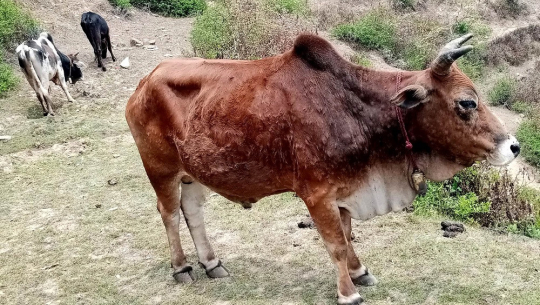 बैतडीका पशुमा खरी र लम्पी स्कीन सङ्क्रमण पुनः देखियो