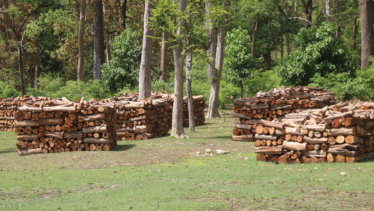 Timber access remains difficult for consumers despite abundant forest resources in Kailali
