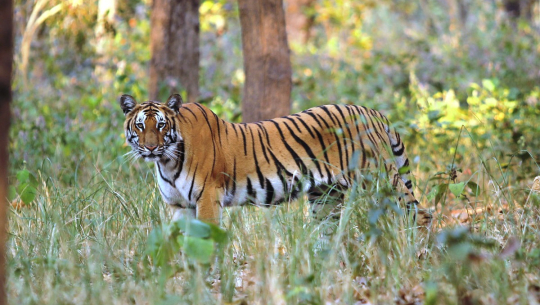 शुक्लाफाँटामा पाटेबाघको आतङ्क, गोठबाटै चौपाया तानेर खाँदै