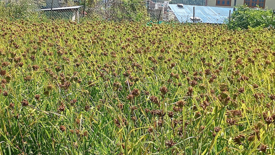 बैतडीको शिवनाथमा कोदोखेती प्रवर्धनका लागि प्रदेश सरकारको अनुदान