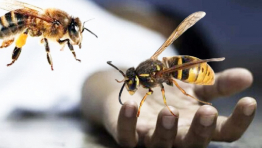 Man dies of injuries due to hornet sting