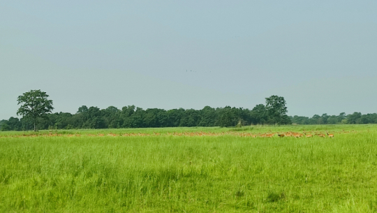 Tourism at Shuklaphanta National Park remains low due to lack of promotion and infrastructure