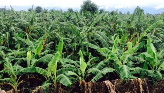 फाईल फोटो