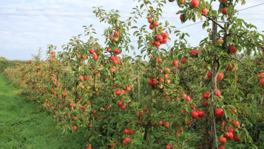 बिक्रि गर्न बजार नपाउंदा दार्चुलामा उत्पादित स्याउ बारिमै कुहिंदै