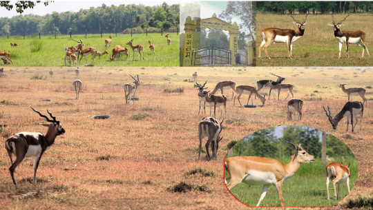 कञ्चनपुरको शुक्लाफाँटामा कृष्णसारको सङ्ख्या ३०६ पुग्यो