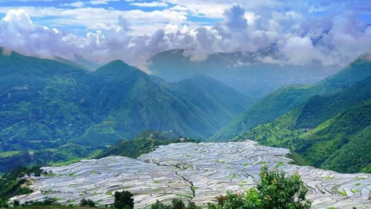 Planting started in Bajhang's Thali Jhula