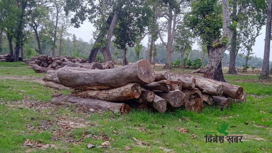 कैलालीमा निषेधाज्ञाकै बेला वन कर्मचारीको मिलेमतोमा काठ तस्करी !