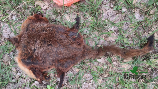 Youths caught with a red panda's skin in Kailali