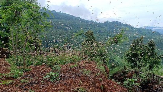 फोटो :दिवस पन्त