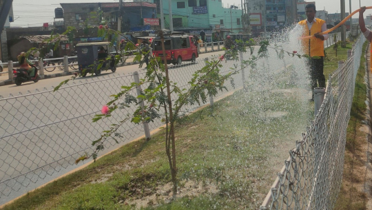 धनगढी हराभरा बन्दै, ट्री–गार्डसहित ८ हजारको संख्यामा वृक्षारोपण