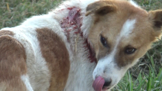 धनगढीमा बौलाहा कुकुरको आतंक