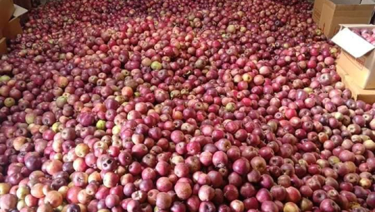 बाजुराको स्याउ धनगढीमा एक दिनमै तीन हजार किलो बिक्री