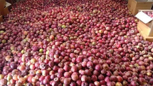 बाजुरामा उत्पादन भएको सात सय क्विन्टल स्याउ बिक्री