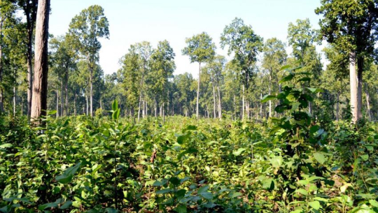 कैलालीको बाह्र वनको मन्त्रालयले खाता रोक्का गरेपछि काम प्रभावित