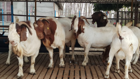 चेपाङको आयआर्जन वृद्धिका लागि उन्नत जातका बोयर बोका वितरण