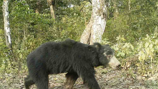 डोटीमा भालुको आक्रमणबाट महिला घाइते