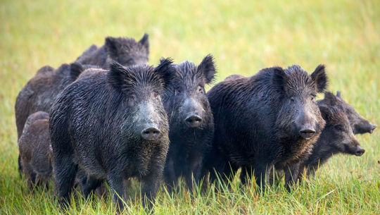 फाइल फोटो 