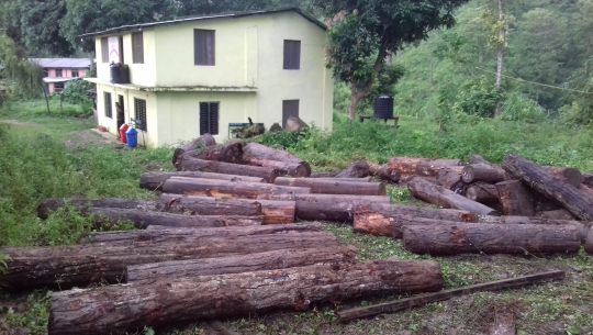 सडकका नाममा वन फडानी